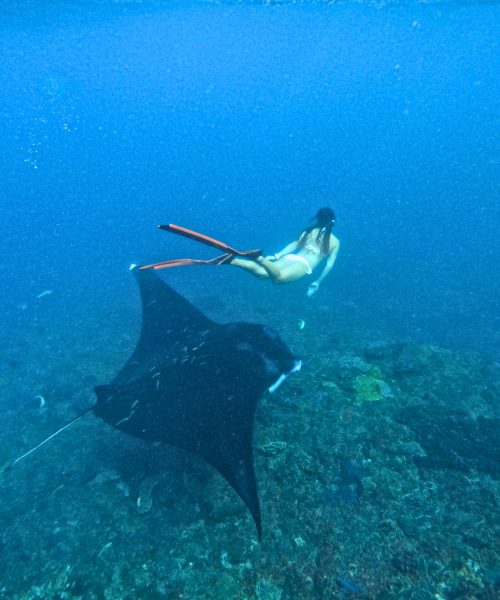 manta snorkeling by arthamas express